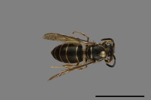 Vespula flaviceps[細黃胡蜂][00072982]