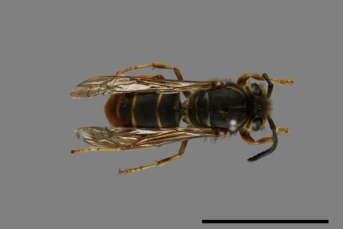 Vespula flaviceps[細黃胡蜂][00073144]