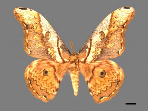 Saturnia thibeta nbsp okurai[大綠目天蠶蛾][00055654]