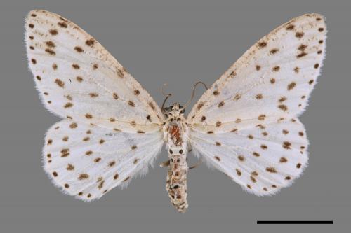 Xenoplia trivialis[胡麻斑星尺蛾][00019375]