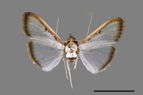 Sisyrophora pfeifferae[00034601]