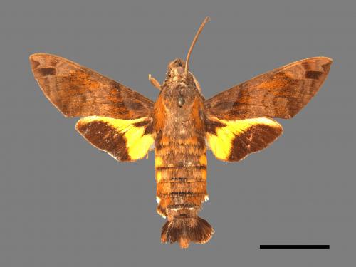 Macroglossum pyrrhosticta[黃斑長喙天蛾][00016548]