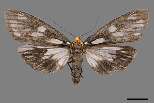 Macrobrochis gigas[巨網苔蛾][00058198]