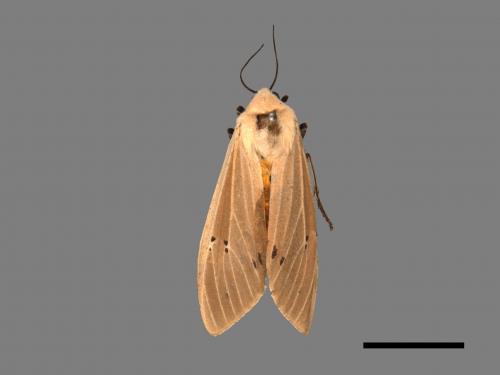 Creatonotos transiens vacillans[八點燈蛾][00025236]