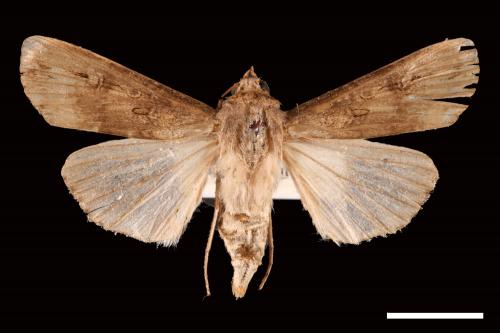 Agrotis ipsilon[小地老虎][00057600]