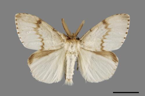 Lymantria xylina xylina[黑角舞蛾][00056003]