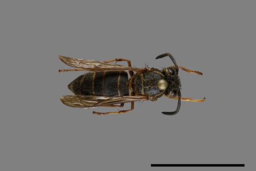 Vespula flaviceps[細黃胡蜂][00073247]