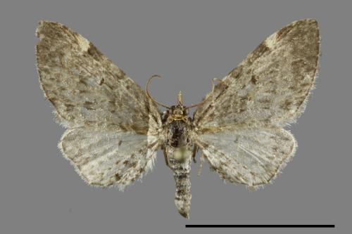 <已分類>Family：Geometridae[尺蠖蛾科][00091642]