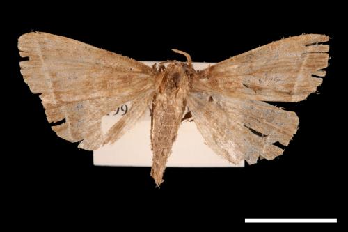 <已分類>Genus：Simplicia[00011455]