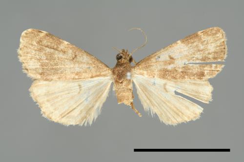 <已分類>Family：Noctuidae[夜蛾科][00010909]