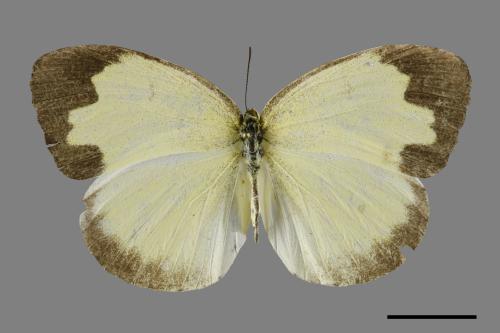 Eurema blanda arsakia[臺灣黃蝶][00101085]