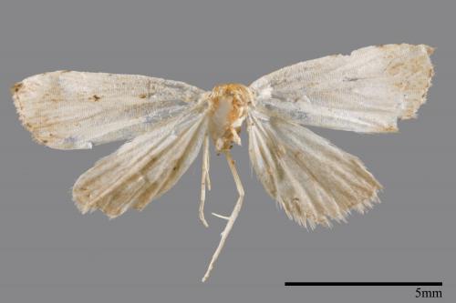 <已分類>Family：Noctuidae[夜蛾科][00008323]
