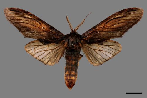 Acmeshachia gigantea[話筒舟蛾][00058722]