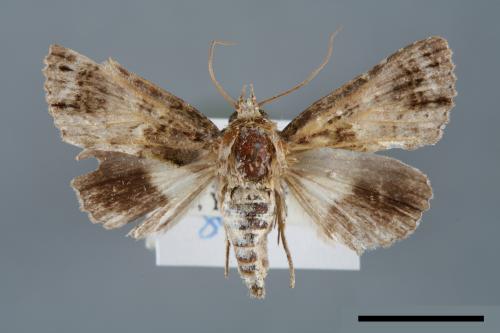 Aedia perdicipennis[00007012]
