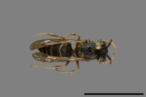 Vespula flaviceps[細黃胡蜂][00073457]