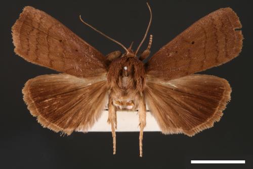 <已分類>Genus：Avitta[00002327]