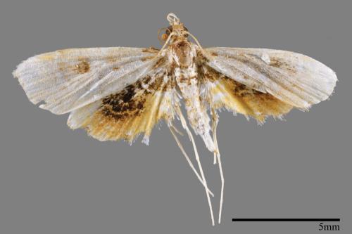 <已分類>Family：Crambidae[草螟科][00042047]