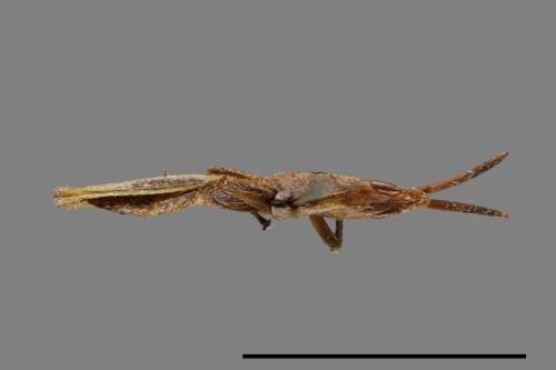 Atractomorpha sinensis[紅後負蝗][00054403]