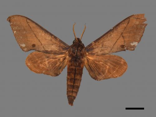 Marumba cristata bukaiana[直翅六點天蛾][00017374]