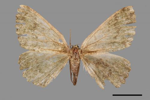 Gnophos caenosa[墨綠絨尺蛾][00051811]
