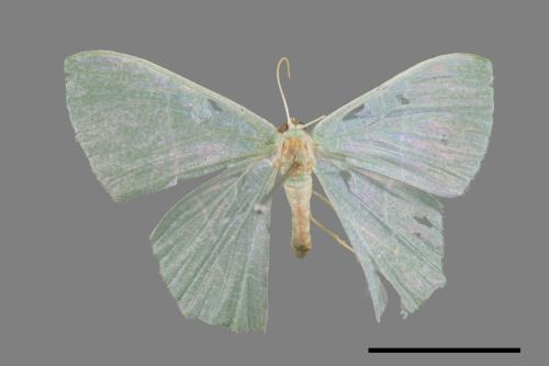 Pelagodes subquadrarius[樟青尺蛾][00019982]