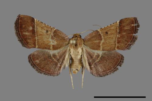 <已分類>Family：Pyralidae[螟蛾科][00092355]