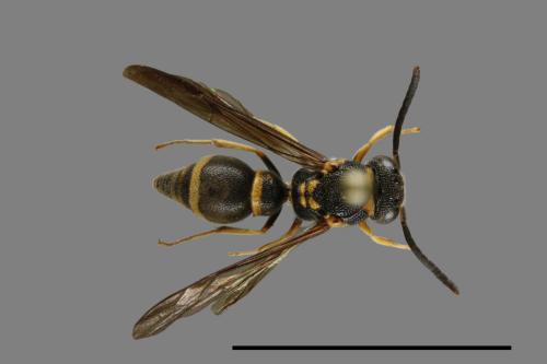 Apodynerus formosensis formosensis[末微蜾嬴][00102387]