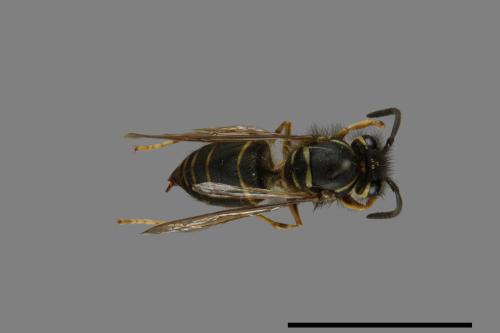 Vespula flaviceps[細黃胡蜂][00073318]