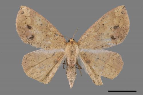 Heterostegania lunulosa[鋸紋枯葉尺蛾][00056454]