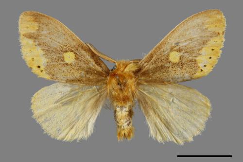 Euproctis insulata[00059465]
