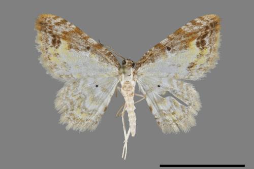 Acolutha pulchella semifluva[前褐帶波尺蛾][00095054]
