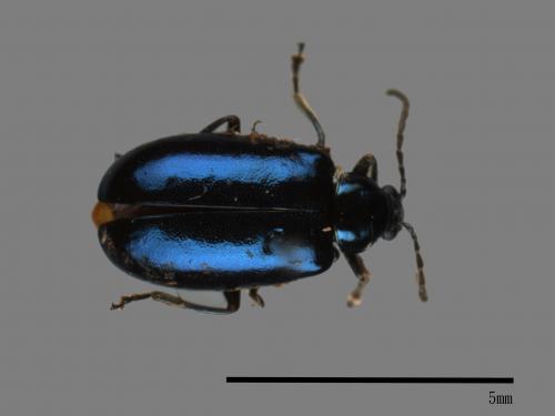 <已分類>Family：Chrysomelidae[金花蟲科][00084111]