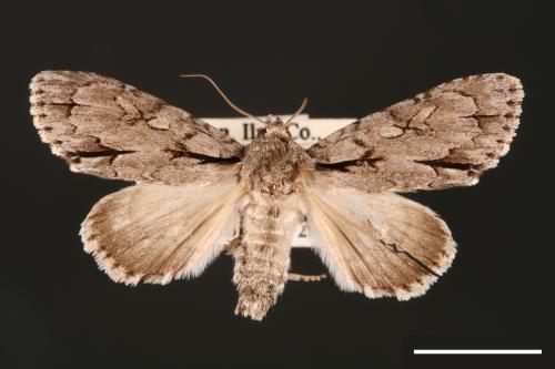 Actinotia intermediata[00000411]