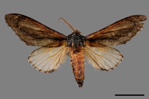 Fentonia macroparabolica[大漣紛舟蛾][00014533]