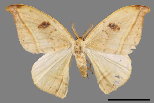 Callidrepana patrana[五倍樹鉤蛾][00039521]