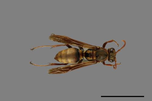 Polistes takasagonus[雙斑長腳蜂][00101800]