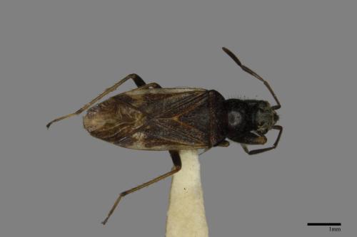 Horridipamera nietneri[紫黑刺脛長蝽][00079695]