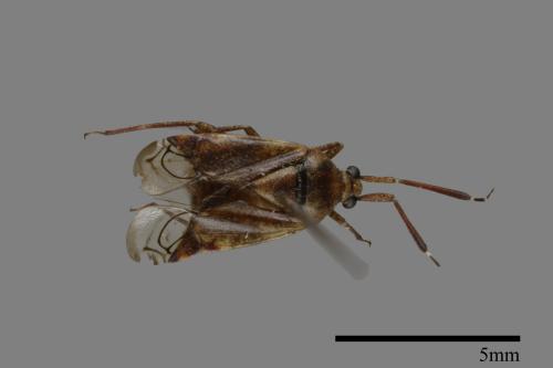 <已分類>Family：Miridae[盲椿象科][00079927]