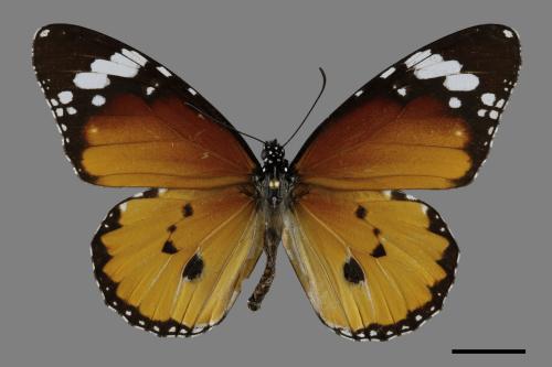 Danaus chrysippus[樺斑蝶][00093701]