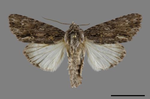 Acronicta denticulata pernivea[00092812]