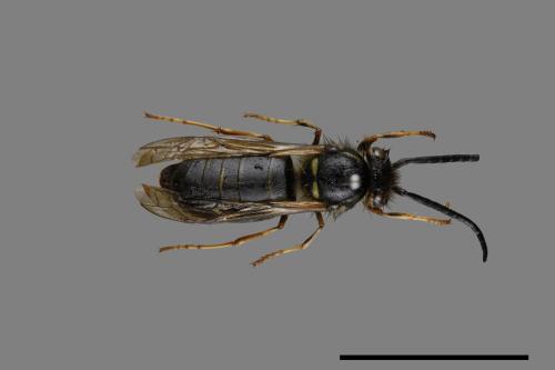 Vespula flaviceps[細黃胡蜂][00072871]