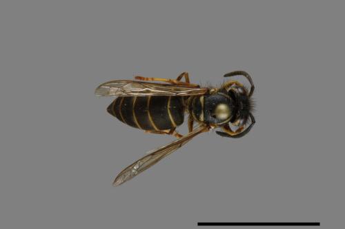 Vespula flaviceps[細黃胡蜂][00073219]