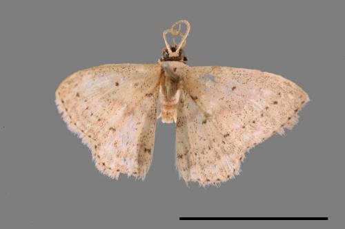 <已分類>Genus：Scopula[00056962]