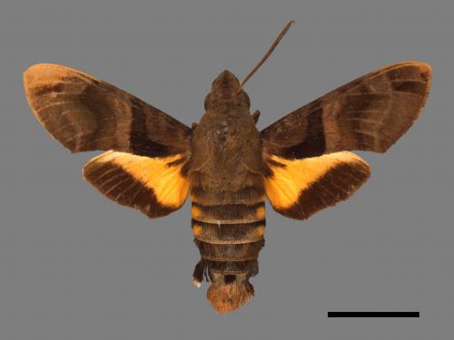 Macroglossum sitiene[膝帶長喙天蛾][00016914]