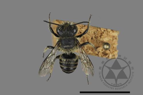 <已分類>Genus：Megachile[切葉蜂屬][00197168]