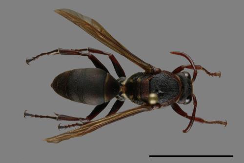 Polistes huisunensis[00117520]