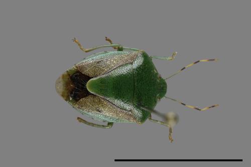 <已分類>Genus：Plautia[00093229]
