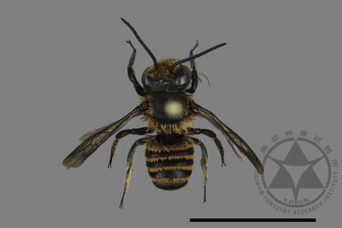 <已分類>Genus：Megachile[切葉蜂屬][00181113]