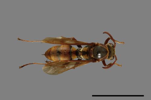 Polistes takasagonus[雙斑長腳蜂][00072813]