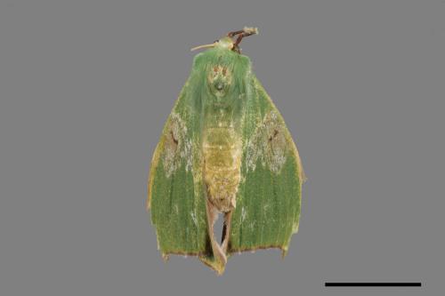 Tanaorhinus viridiluteatus[雙點鐮翅青尺蛾][00056097]